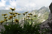 SENTIERO DEI FIORI CLAUDIO BRISSONI, percorso con giro ad anello, partendo dal Rif. Capanna 2000 il 5 luglio 2017 - FOTOGALLERY